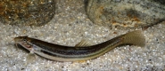 panther loach 
